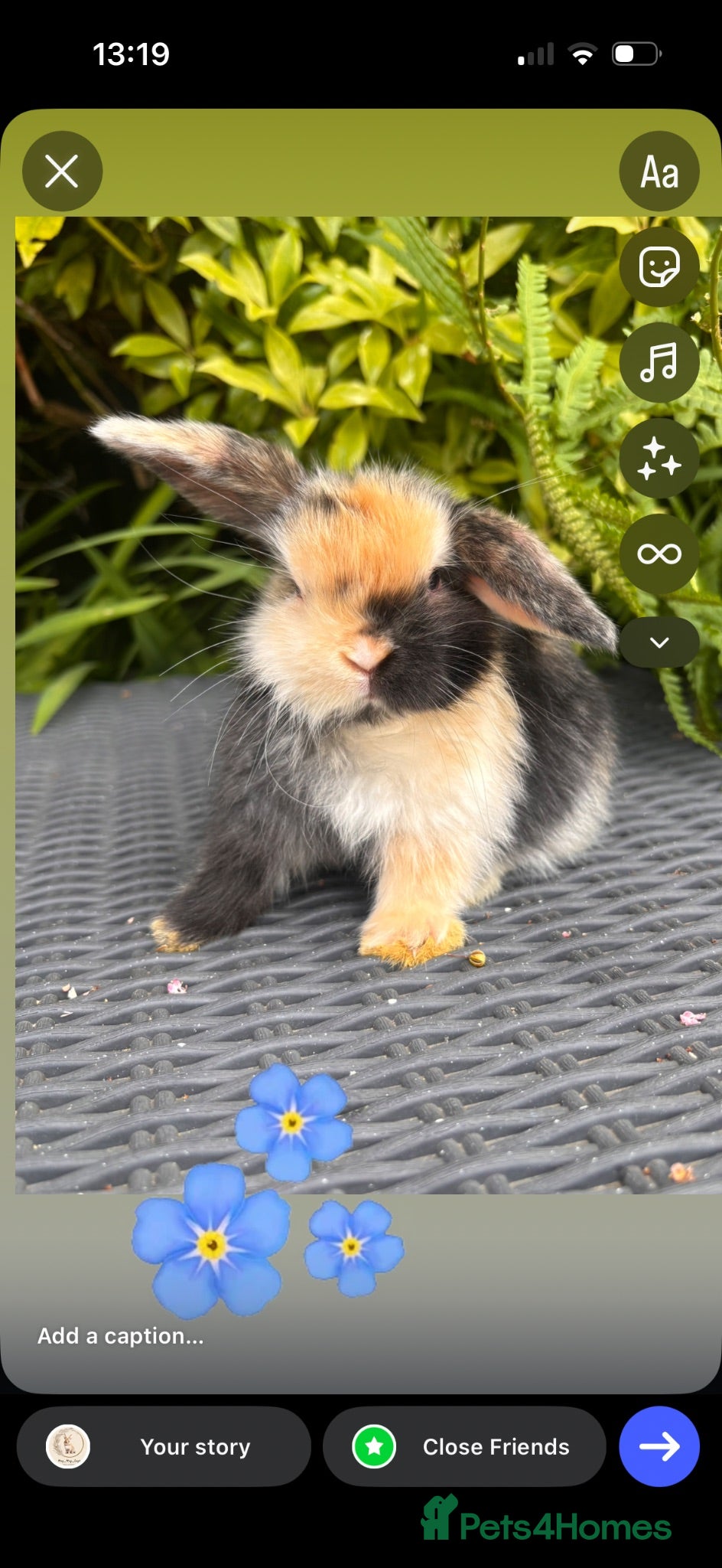 Mini Lop rabbits Mini lop babies  - Advert 1