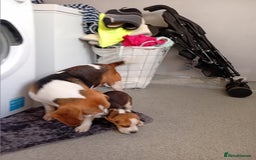 Beagle dogs for sale: Beagle puppy  - Image 6