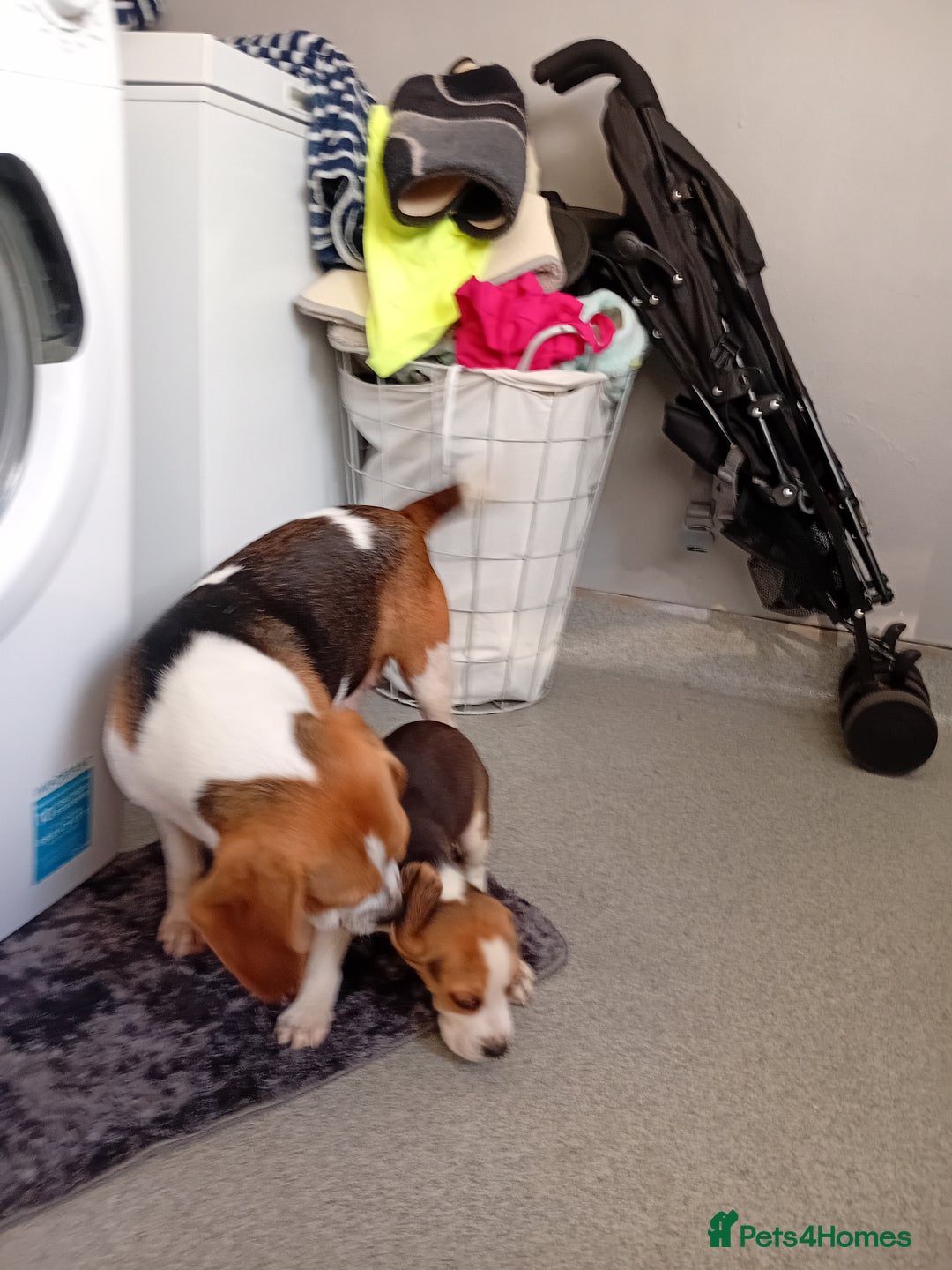 Beagle dogs for sale: Beagle puppy  - Image 6