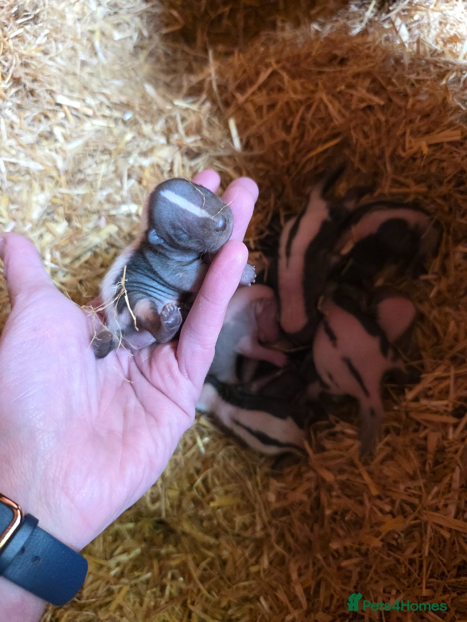 Ferret rodents for sale: Baby SKUNKS for sale - girls and boys available - Advert 1