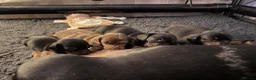 Miniature Dachshund dogs for sale: Stunning Miniature Dachshunds - Advert 7