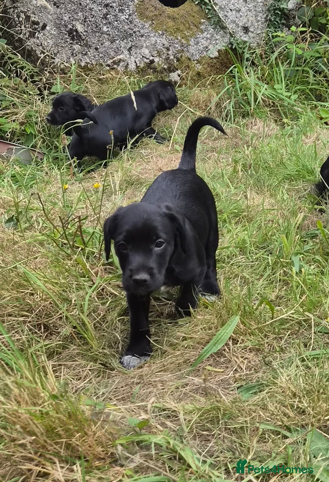Mixed Breed dogs Cocker x Collie Puppies - Advert 2