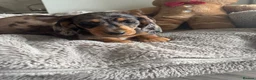 Miniature Dachshund dogs for sale: Miniature dachshund  - Advert 14