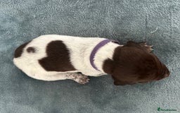 German Shorthaired Pointer dogs for sale: Pure GSP Puppies For Sale - Image 15