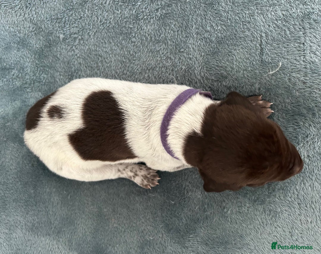 German Shorthaired Pointer dogs for sale: Pure GSP Puppies For Sale - Image 15