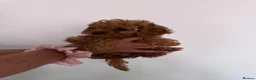 Cavapoo dogs for sale: Beautiful Cavapoos  - Advert 14