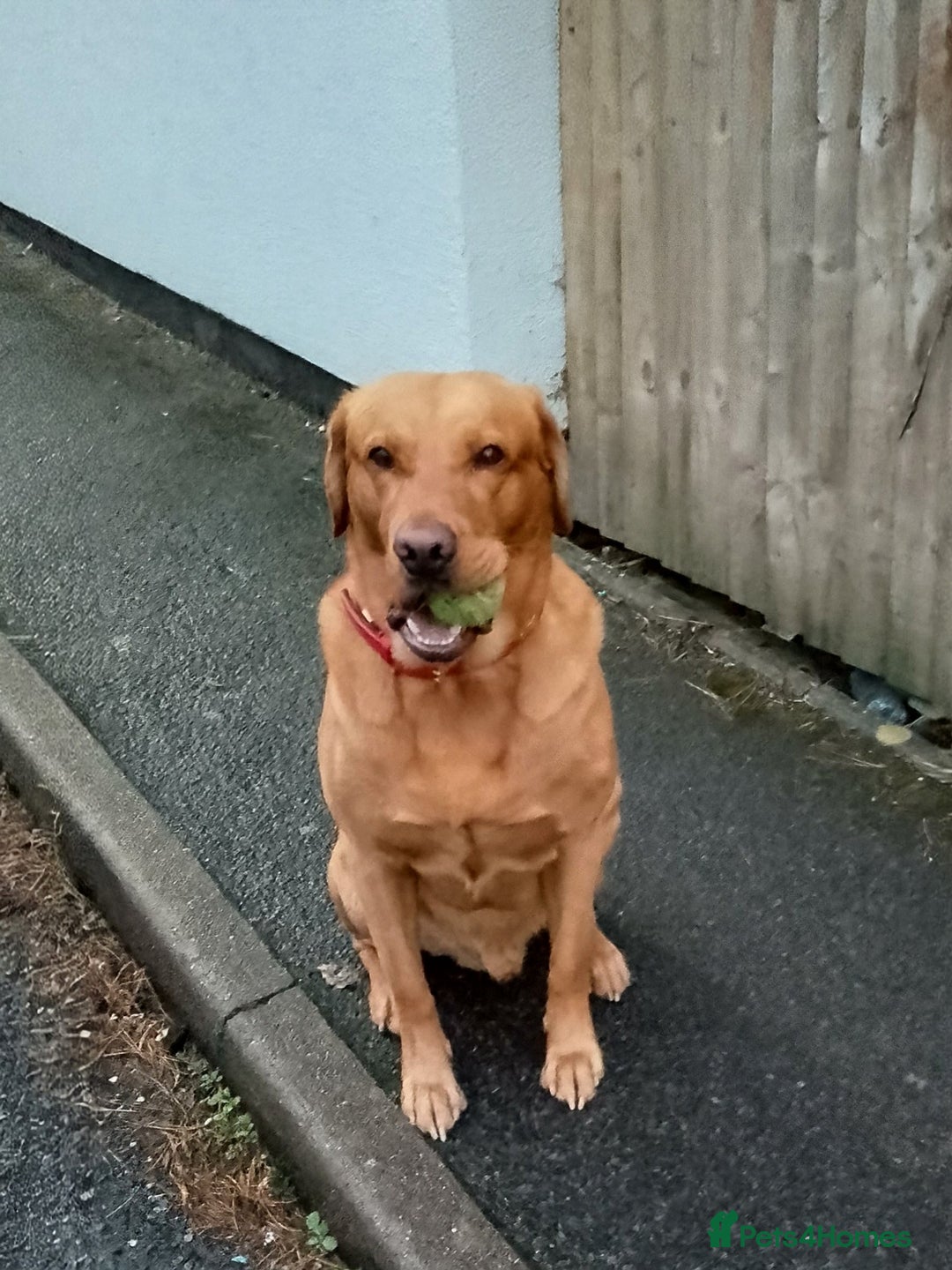 Labrador Retriever dogs for stud: Sir Bonzo - Image 5