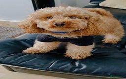 Toy Poodle dogs for stud: Handsome Toy Poodle Stud – Healthy & Gentle - Advert 2