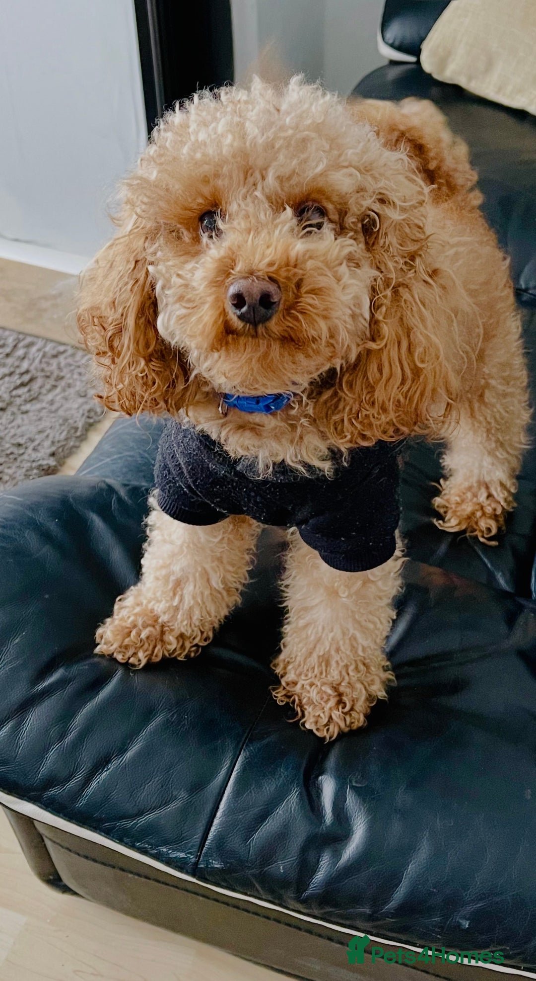 Toy Poodle dogs for stud: Handsome Toy Poodle Stud – Healthy & Gentle - Advert 2