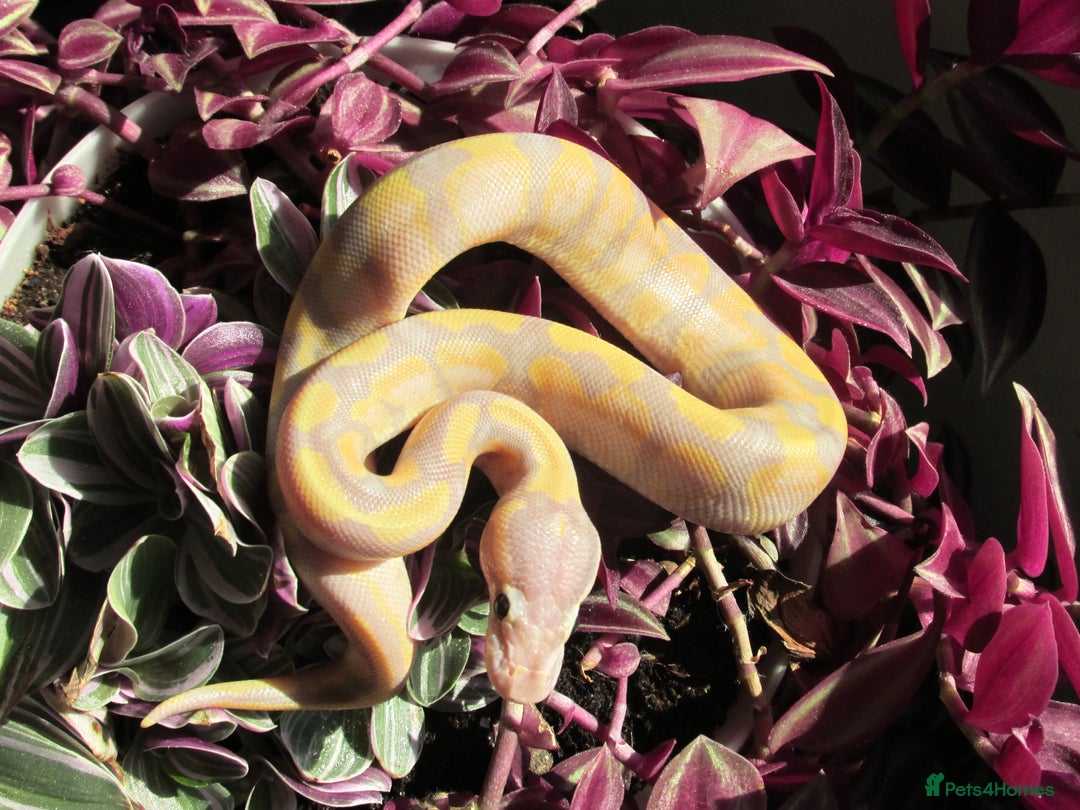 Python Snake reptiles for sale: banana Fire pastel ball python male - Image 7