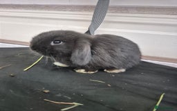 Mini Lop rabbits for sale: 💙 Baby Minilops Ready 25th💙  - Image 11