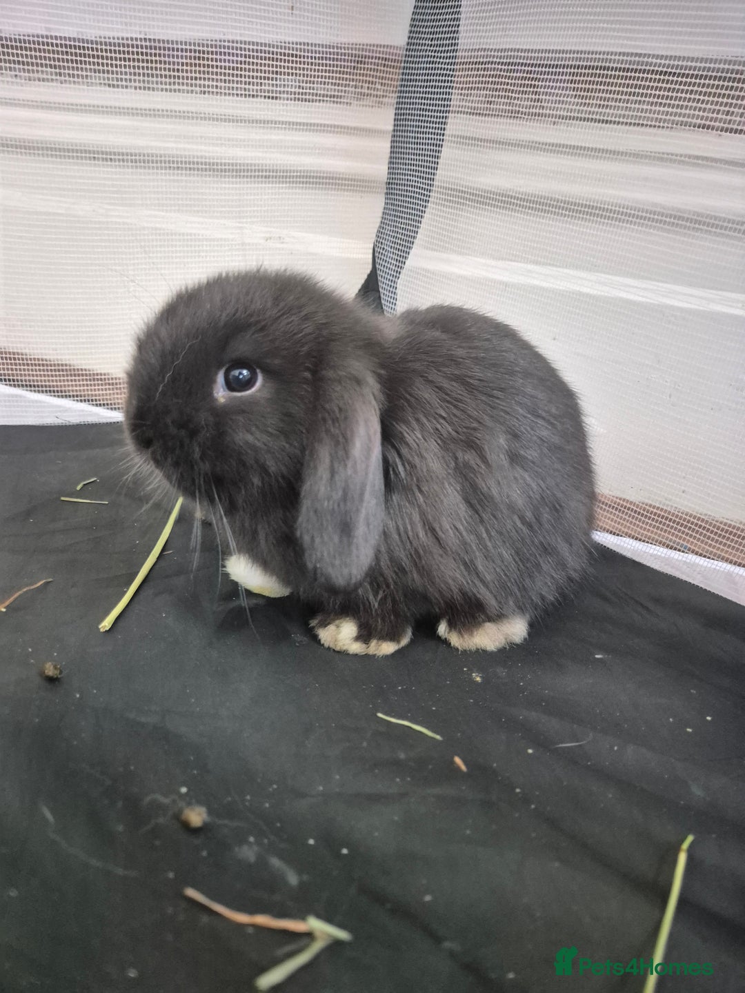 Mini Lop rabbits for sale: 💙 Baby Minilops Ready 25th💙  - Image 11