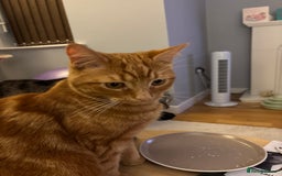 Domestic Shorthair cats for sale: Pumpkin  - Image 6