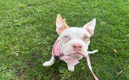 Mixed Breed dogs for sale: Honey  - Image 5