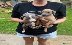 Mixed Breed dogs for sale: Italian greyhound cross whippet - Image 1