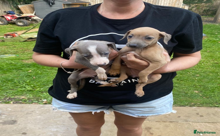 Mixed Breed dogs - Advert 1