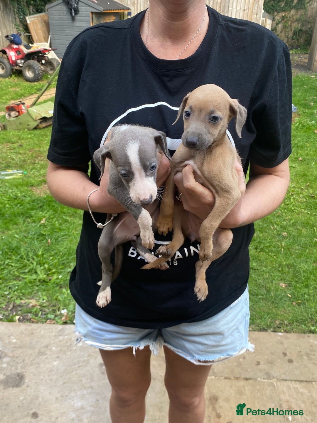 Mixed Breed dogs for sale: Italian greyhound cross whippet - Image 1