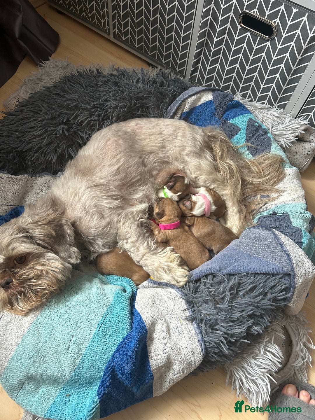 Shih Tzu dogs for sale: Extra special Shih tzu puppies - Image 4