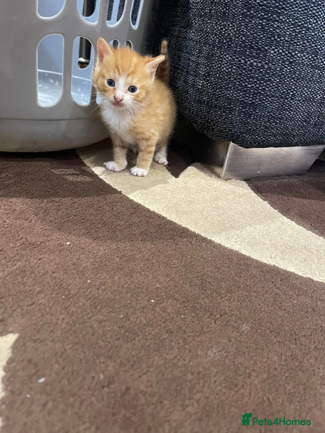 British Shorthair cats for sale: 5 baby kitten for sale each for £50 - Advert 7