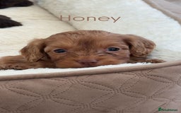 Cockapoo dogs for sale: Stunning Litter of 6 F1 Cockerpoo puppies  - Image 8