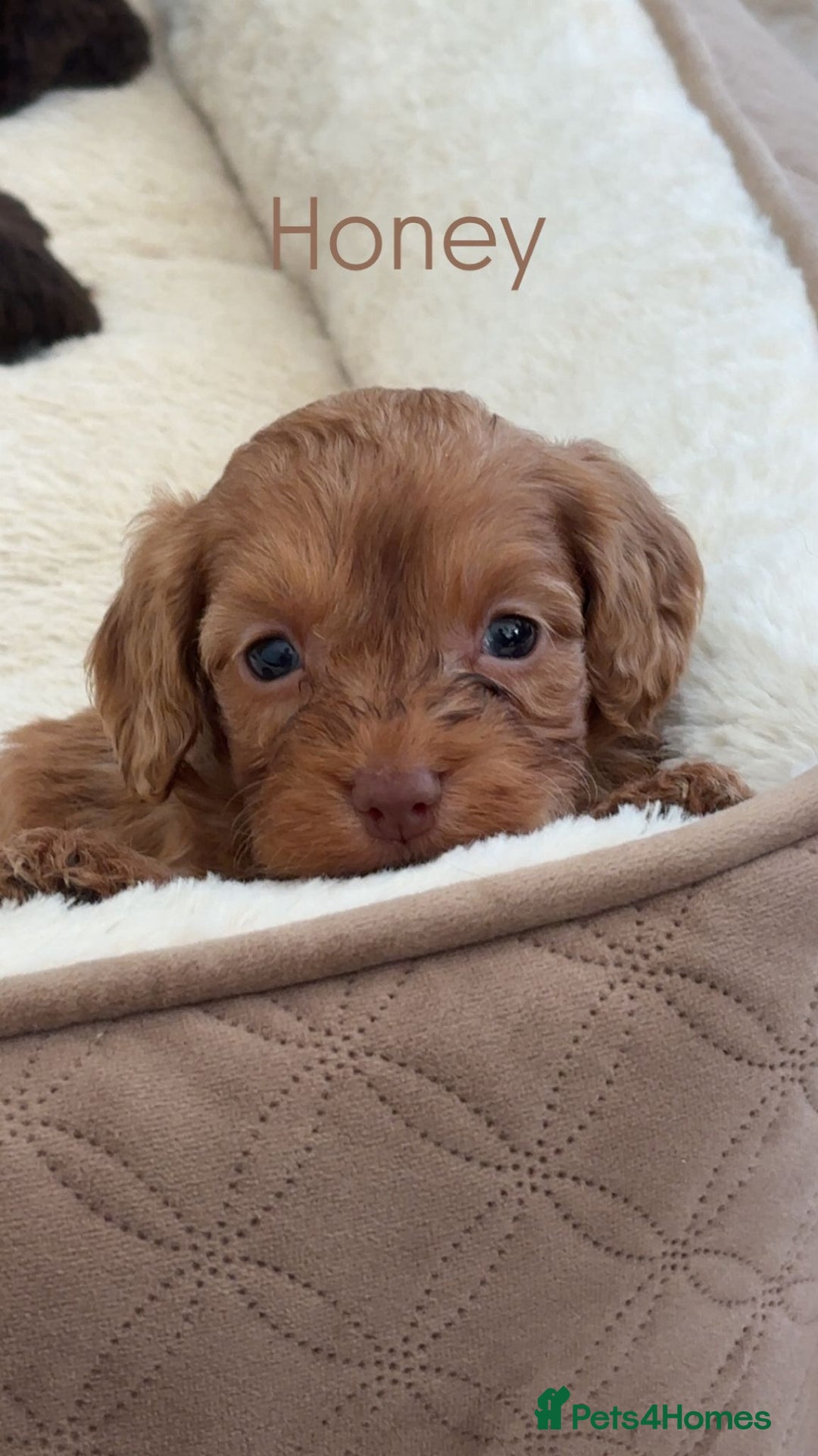 Cockapoo dogs for sale: Stunning Litter of 6 F1 Cockerpoo puppies  - Image 8