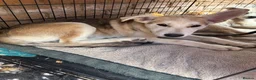 Mixed Breed dogs for sale: Low Content Wolfdog puppies  - Advert 11