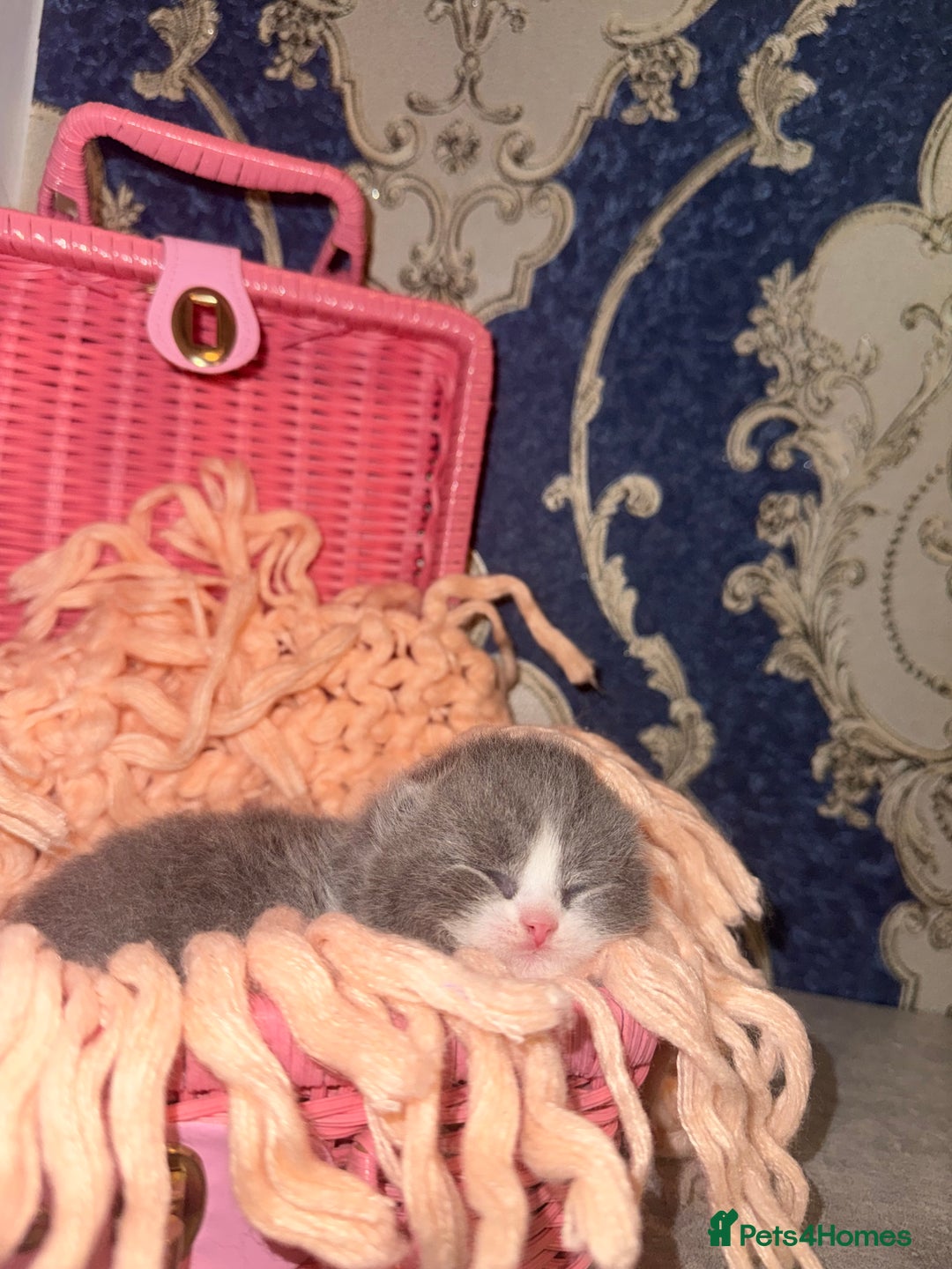 British Shorthair cats for sale: Outstanding British shorthairs  - Advert 4