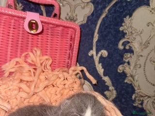 British Shorthair cats Outstanding British shorthairs - Advert 1