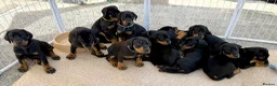 Dobermann dogs for sale: Exceptional KC Dobermann Puppies - Advert 1