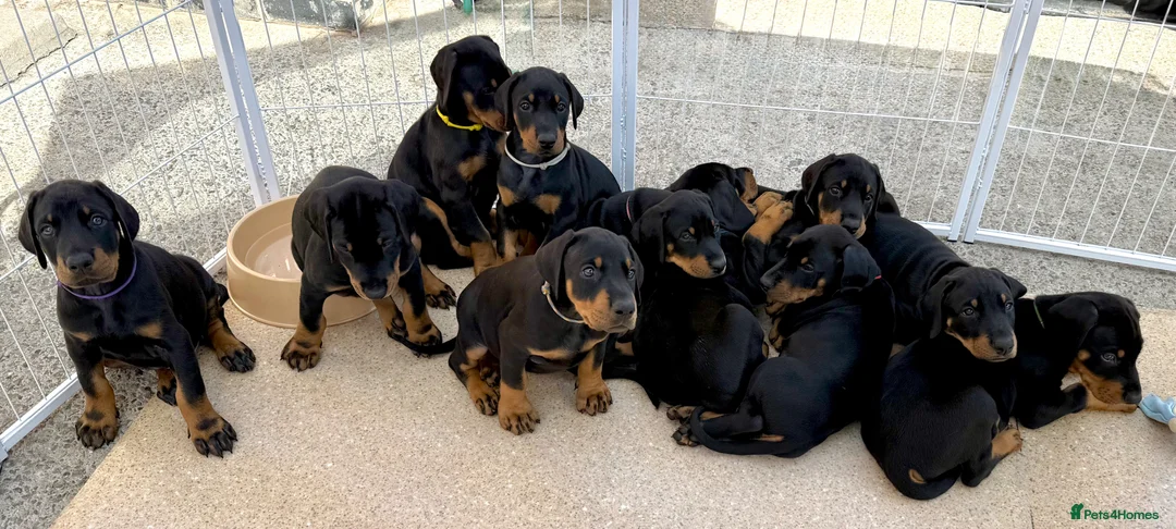 Dobermann dogs for sale: Exceptional KC Dobermann Puppies - Advert 1