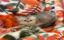 Scottish Fold cats for sale: Now Taking Reservations Scottish Straight  - Image 21