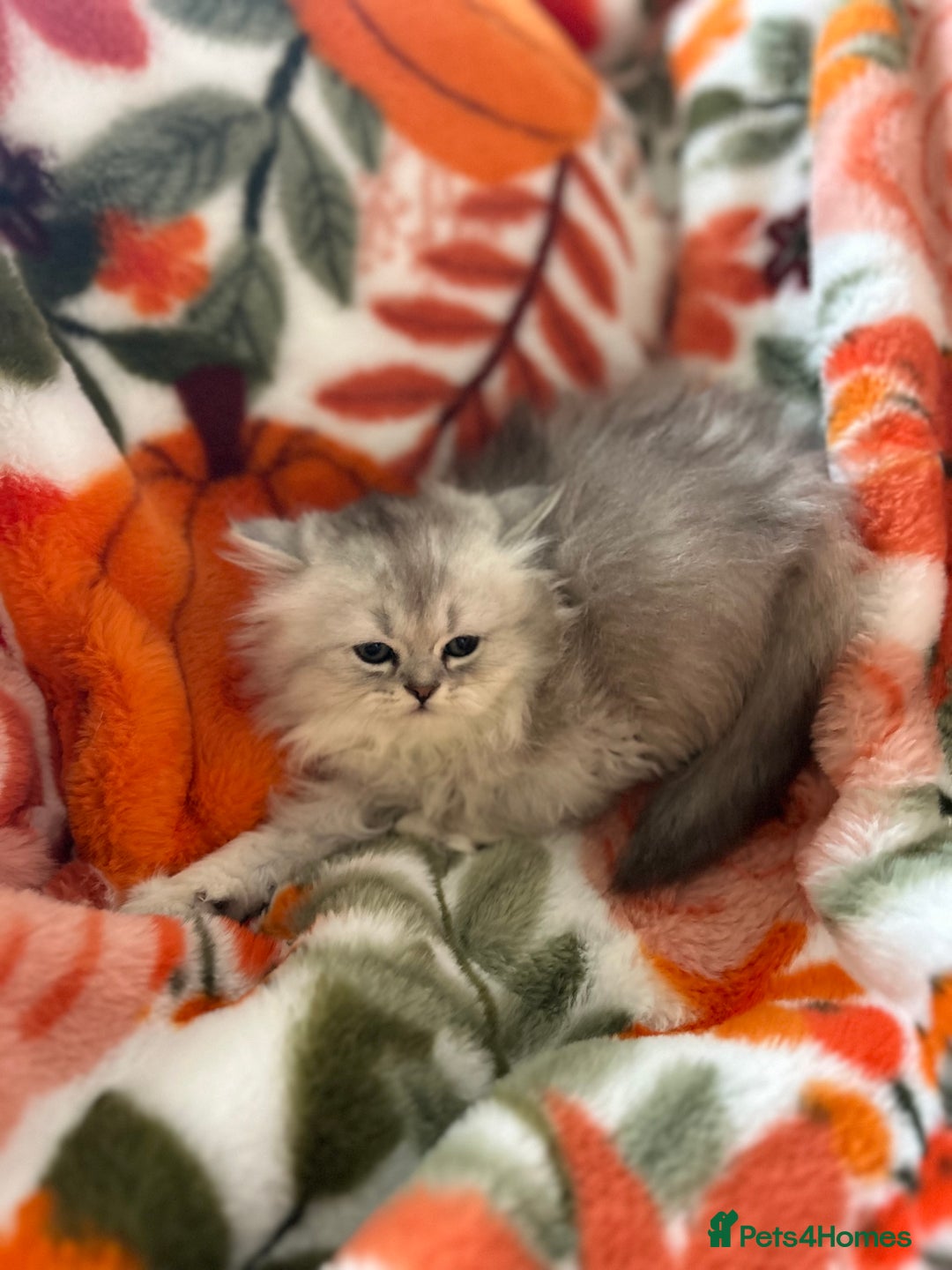 Scottish Fold cats for sale: Now Taking Reservations Scottish Straight  - Image 21