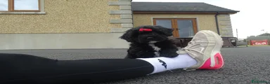 Cockapoo 1