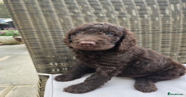 Labradoodle dogs - Advert 1