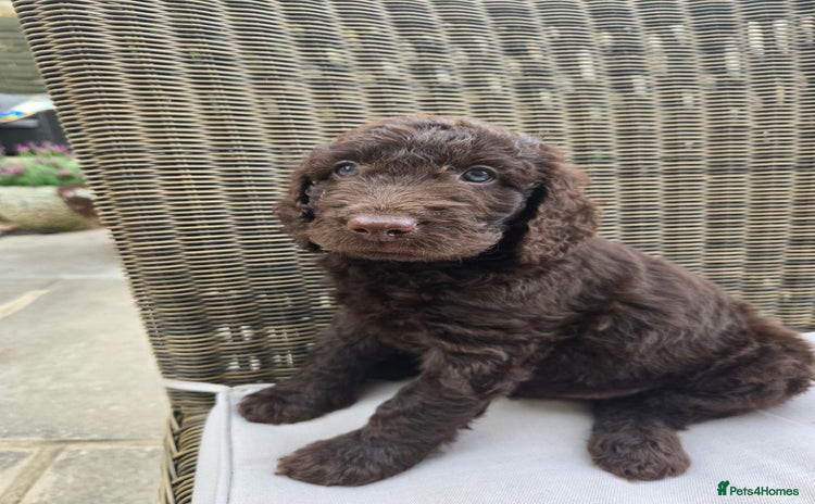 Labradoodle dogs - Advert 3