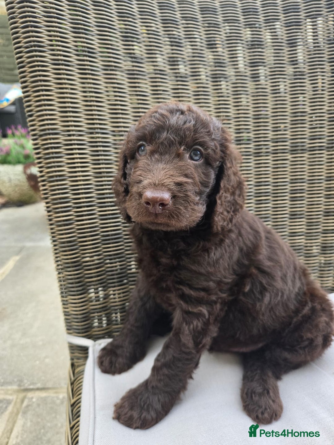 Labradoodle dogs for sale: Gorgeous Chocolate Baby Mini Labradoodle puppy  - Image 3