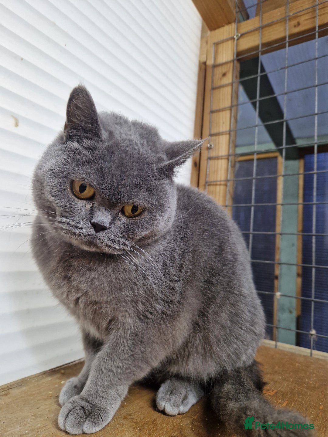 British Shorthair cats for sale: British Shorthair Girl - Advert 1