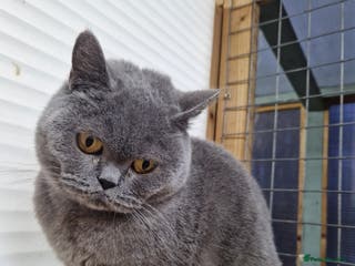 British Shorthair cats British Shorthair Girl - Advert 7