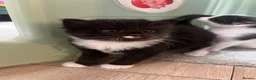 Mixed Breed cats for sale: 4 kittens for sale  in Warrington - Advert 10