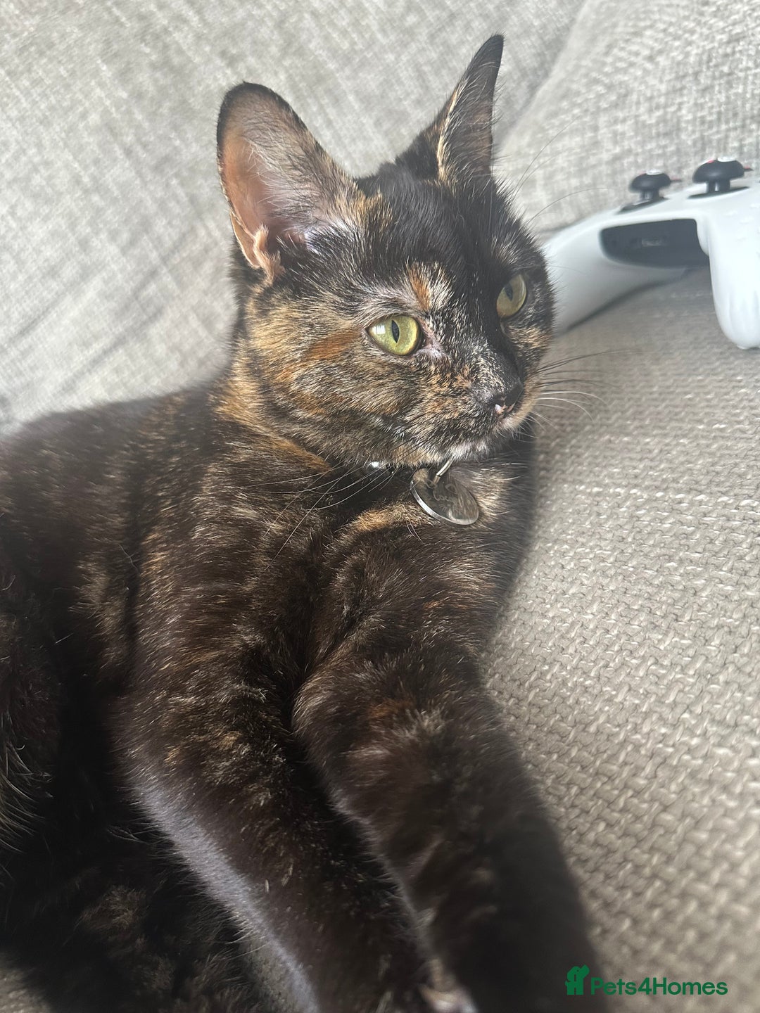 Domestic Shorthair cats for sale: 1yr old tortoiseshell looking for a loving home - Image 8