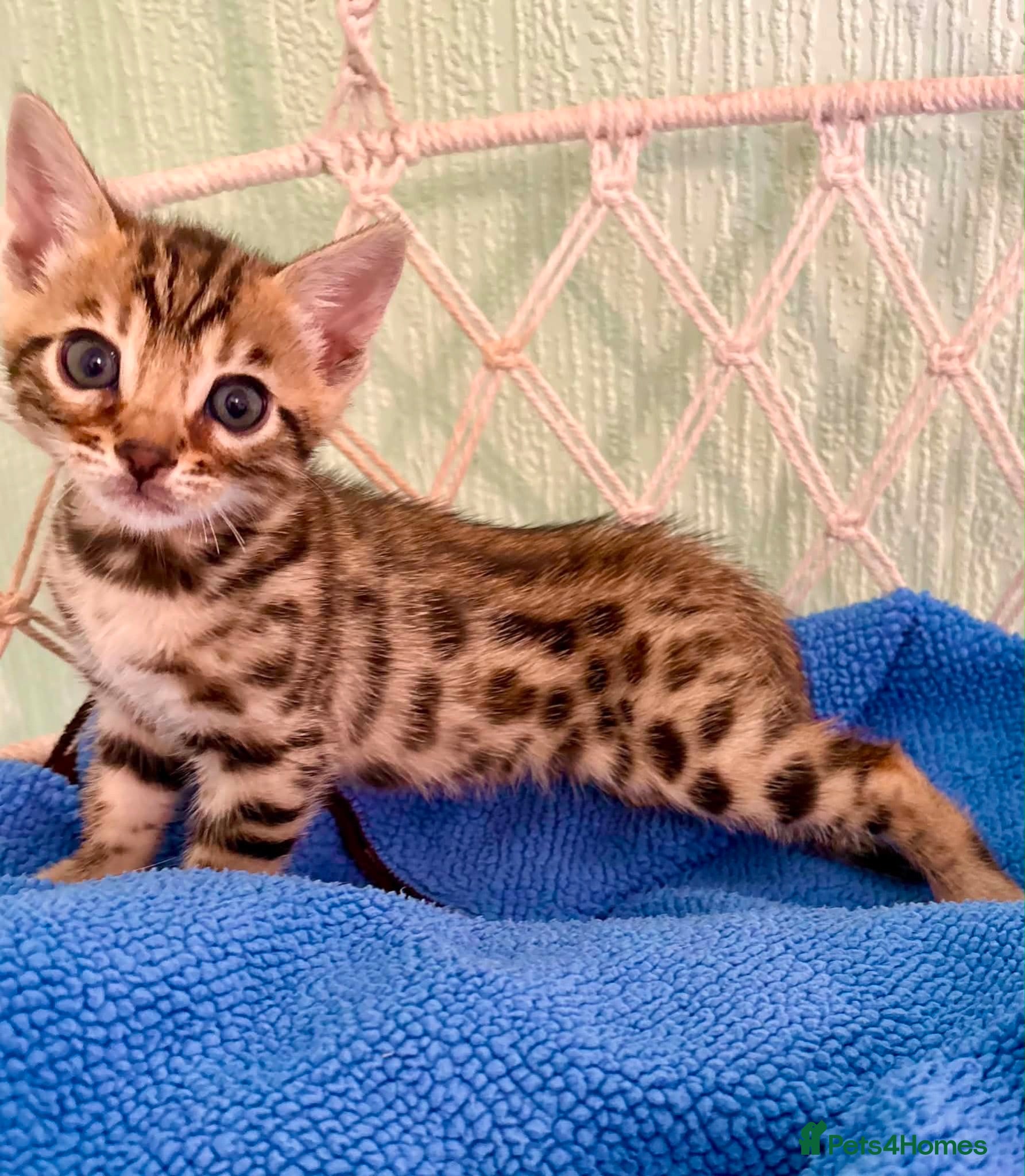 Bengal cats FINAL KITTEN!! Beautiful Bengal kittens .  - Advert 2