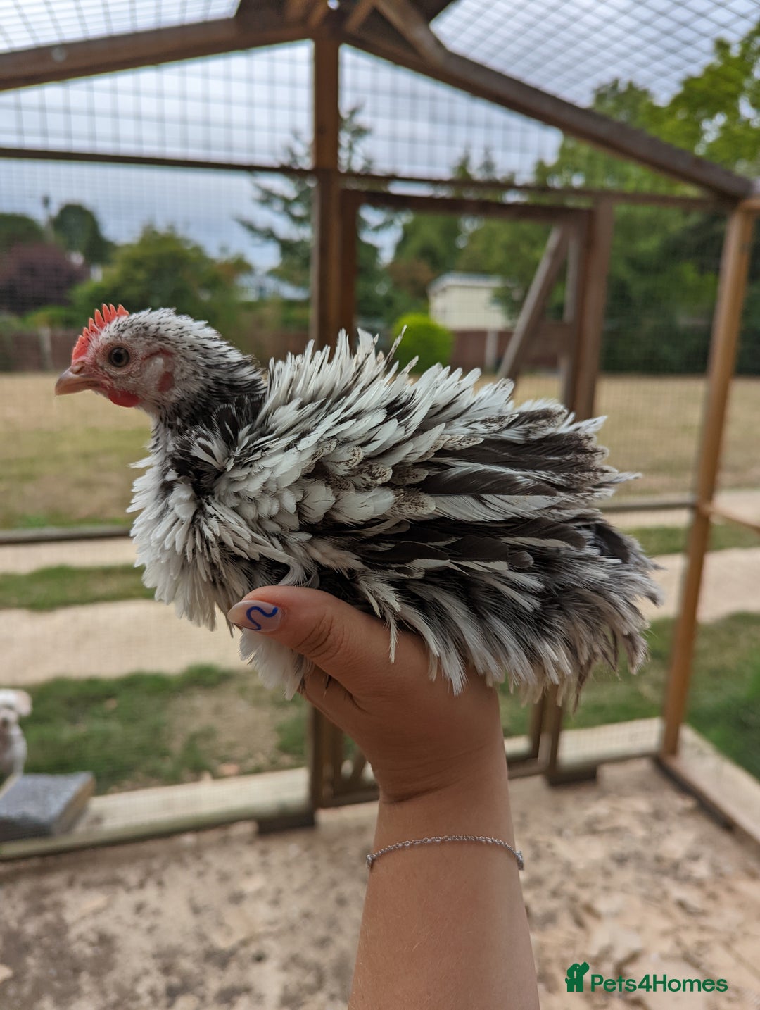 Chickens poultry for sale: FREE - Pure colour pekin bantam cockerels - Image 12