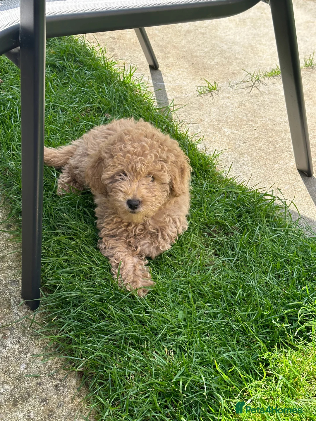 Toy Poodle dogs for sale: Toy Poodle looking for a special home  in Carterton - Advert 5
