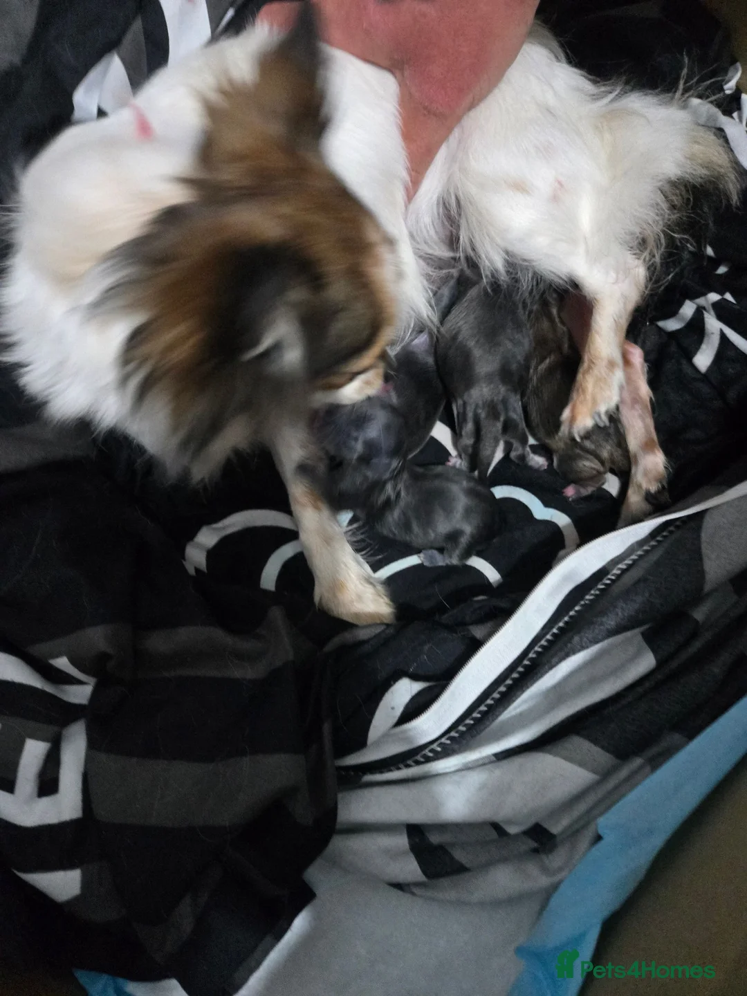 Chihuahua dogs for sale: Stunning chihuahua girl available  - Advert 1