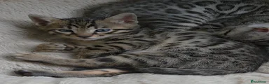 Bengal Kitten 3