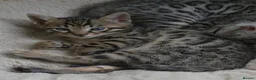 Bengal cats for sale: ✨️ CHAMPION TICA BENGAL KITTENS 🔥 - Advert 26