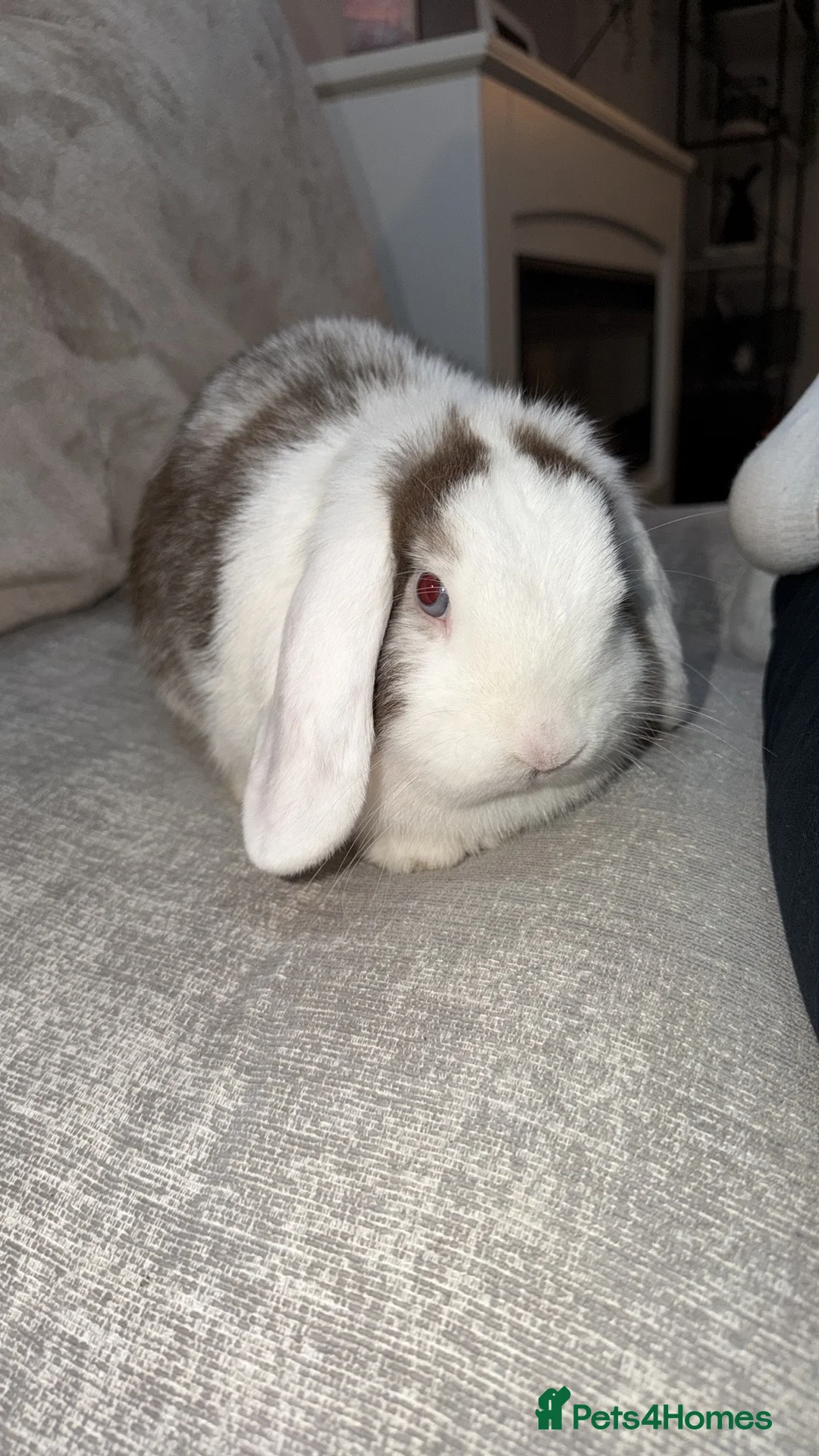 Mini Lop rabbits for sale: Mini lops  in Wigan - Advert 2