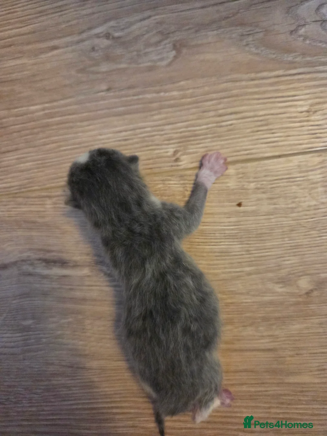 Mixed Breed cats for sale: Mixed breed kittens  - Advert 11