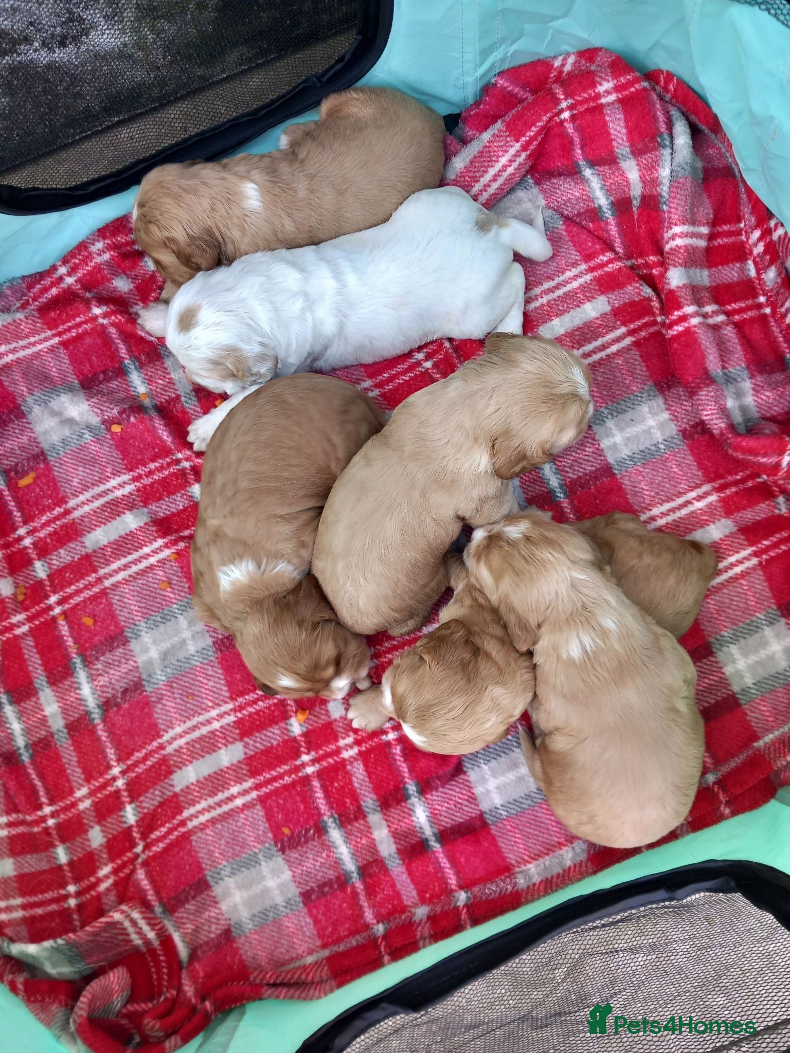 Cocker Spaniel dogs Cocker spaneil puppies  - Advert 1