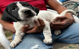 Mixed Breed dogs for sale: 🐾Cocker-Pie (Mini Hippo)s🐾 - Image 13